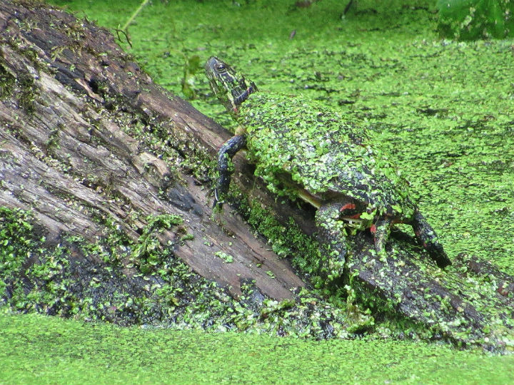 Midland Painted Turtle